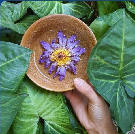 BLUE LILY (BLUE LOTUS) FLOWERS