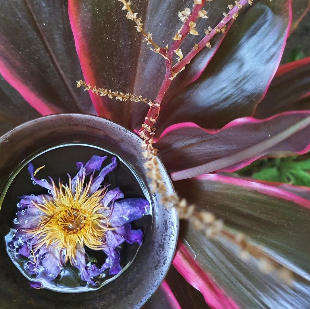 BLUE LILY (BLUE LOTUS) FLOWERS